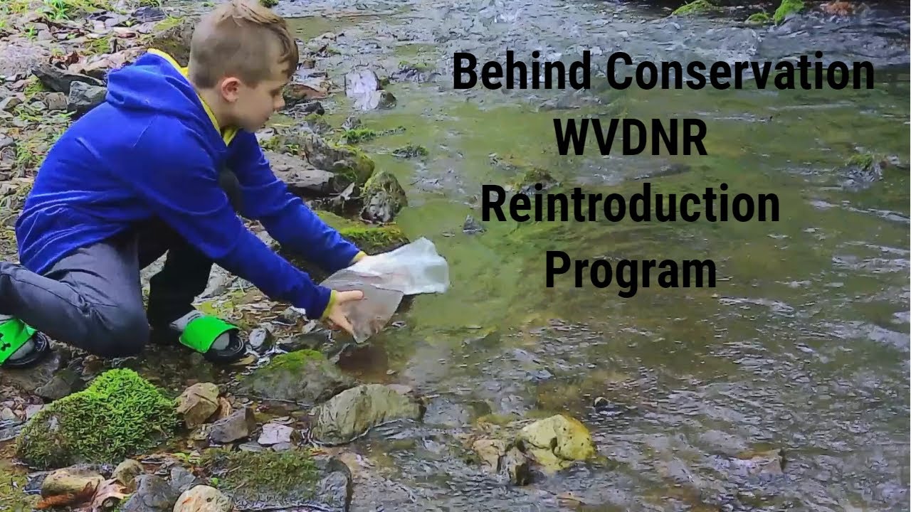 Behind Conservation - WVDNR Native Brook Trout Reintroduction - YouTube