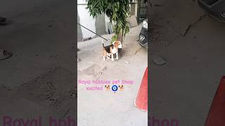 royal hobbies pet Shop excited Dogs Ban in India ,Cry poor 🐕🥵#viral#shortsfeed #dog#original