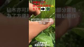 芭樂靠接方法，嫩穗癒合能力最強