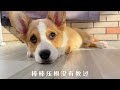 🥰萌宠vlog🐶🐱 柯基的迷惑行为大赏！你见过会给自己打气的狗狗吗？【胖胖家的猫】