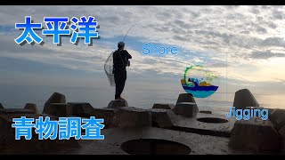 【青森県太平洋】ショアジギング青物調査\u0026ヒラメ釣り