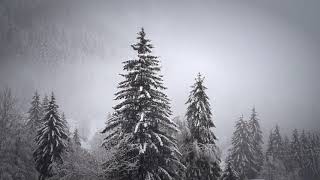 Winter Storm Ambience with Icy Howling Wind Sounds for Sleeping😴, Relaxing and Studying Background.