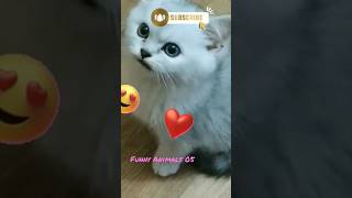 cute dogs, Funny Animal Videos 2023 😂, Funny Animal Videos 2023 😂 - Funniest Cats And Dogs Video 😺😍