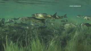 It’s a different world below the surface of lakes and rivers—and this Mainer captures it on video