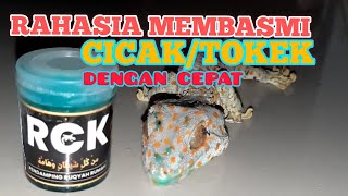 10 Detik Tokek besar lenyap seketika, begini Rahasianya, Racun Cicak/tokek dan kecoa