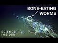 The Creepy Creatures That Feast On Dead Whales