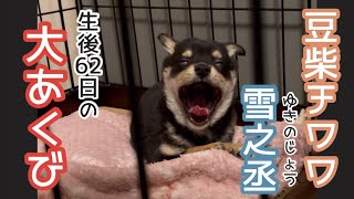 【大あくび】眠そうな豆柴チワワの赤ちゃん【過去ログ】