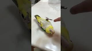 Funny Parrots Videos Compilation  Parrot talking #Short 151