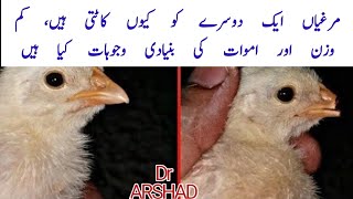 Debeaking of Female Baby Chicks | چوزوں کی چونچ کٹائی