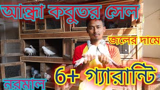 আন্ধ্রা পিজিয়ন সেল।।andra pigeon sale।। গিরিবাজ কবুতর সেল