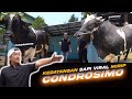 Kedatangan Sapi Viral🔥 Mirip Condrosimo Setia Farm, Akankah Dipinang Irfan Hakim?