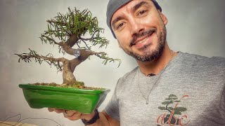 KIT MEU PRIMEIRO BONSAI PARA INICIANTES - CALLIANDRA ROSA - PARTE 2