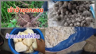 เข้าป่าขุดหัวกลอย วิธีล้างกลอย แบบไหนให้ปลอดภัยกินได้แบบสบายใจ