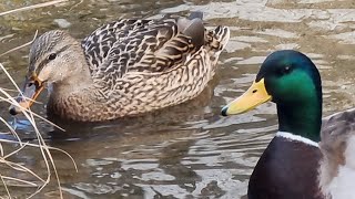 a male duck that waits for a female duck and protects her from the egret 🪿🦆🧡💚