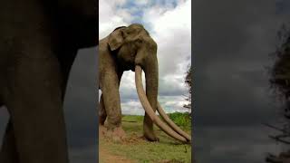 Biggest elephant in the world #elephants #elephantattack