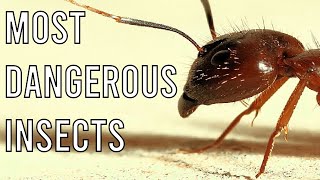 MOST DANGEROUS INSECTS IN THE WORLD