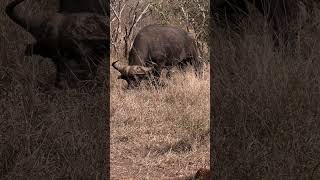 Big Buffalo grazing #nature#animals #africa #buffalo