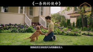 电影解说【冒险/剧情/喜剧/家庭片】▏《一条狗的使命 A Dog's Purpose》狗狗为了完成对主人未尽的使命，经历几世重生，终于再次找到主人。你倾尽全力给了我所有的爱，我竟无以回报 !