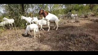 Pure SA Boer Meat goat crossing with Saanen Dairy Goat