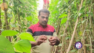 தமிழ் மக்களின் பாரம்பரிய வெற்றிலை உணவு கலாச்சாரம் /Tamilnadu Traditional Food culture/Sayalgudijegan