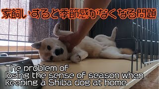 屋内で飼うか、外で飼うか!?　柴犬を家飼いすると季節感がなくなる問題