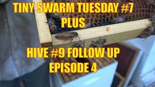 Beekeeping: Tiny Swarm Tuesday E7 + Hive #9 E4: Beekeeping