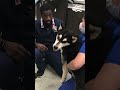 Abuse caught on camera Husky kicked and punched in front of crying child