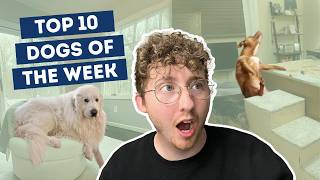 The Dogs Keep Getting Better | Top 10 Dogs