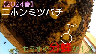 【Spring 2024】Japanese Honeybees: Swarming Soon!?