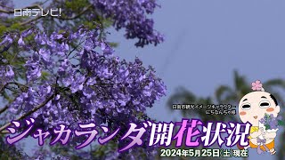 ジャカランダまつり2024　気になる開花状況は？（宮崎県日南市）