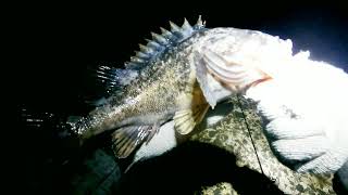 真冬の夜釣りであの高級魚を狙う【北海道】