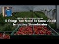 5 Things You Need To Know About Irrigating Strawberries with Frank Toves