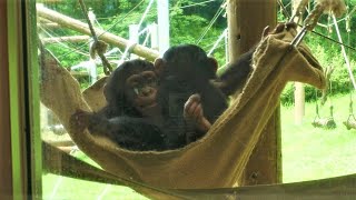 乱闘天使イブキとプラム(Adventurous Ibuki and Plum)　多摩動物公園　チンパンジー　202107