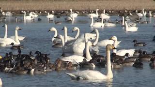 千葉県印西市本埜「白鳥の郷」