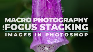 Macro Focus Stacking in Photoshop