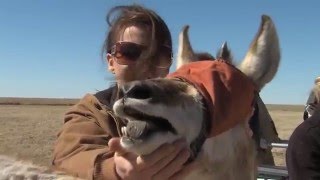Pronghorn Satellite Solution