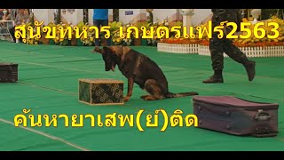 SurasanVสุนัขทหารEp4เชฟเฟิร์สหายาเสพ(ย์)ติด เกษตรแฟร์2563 Military dog show,Find drugs,Kaset Fair