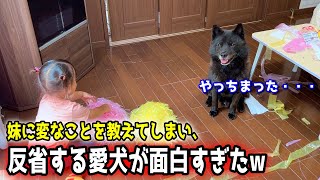 【子育て犬】妹に変なことを教えてしまい、反省する甲斐犬が面白すぎたw