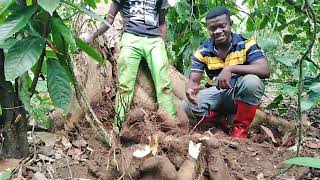 Amazing Yam Varieties that can be Harvested Three Times In A Year