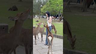 奈良公園で純粋な幸福を味わう：観光客が日本の愛らしい鹿に恋に落ちる| ❤️❤️ Nara deer park in Japan | Nara deer sika | Nara deer