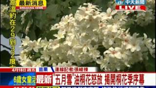 中天新聞》「五月雪」油桐花怒放 揭開桐花季序幕