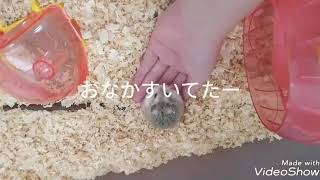 我が家のハムスター ロボロフスキーのこむぎ🐹おなかペコペコ。手のひらのごはんをむさぼっています。