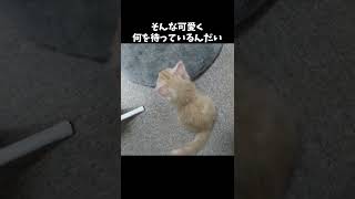 子猫ちゃんの可愛い後ろ姿#ねこ #可愛い #癒し #どうぶつ #cat #ペット #shorts