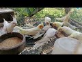 Flock of Cockatiel Parrots..