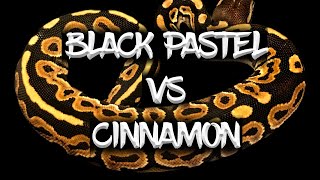 Black Pastel vs Cinnamon (Are They the Same?)