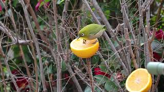 庭に野鳥がやってきた（メジロ編3）