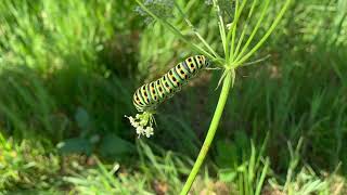 Chenille machaon - de la chenille à la chrysalide