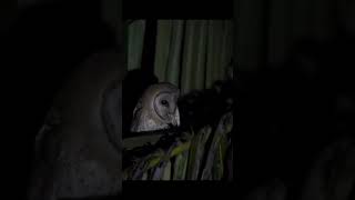 Short And Wildlife Vide0 - Bird and animalis beautiful creature on our planet bird photography short