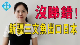 沒看錯，新疆三文魚出口日本，騷操作讓日本惱羞成怒，這就是中國的底氣！#粵語 #新疆三文魚 #日本海鮮