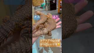 ゲイリートゲオアガマのペアいます♪（熱帯倶楽部　東川口本店）